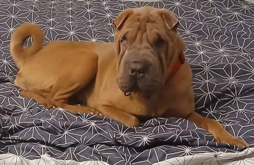 Enlarge Fletcher, a Adopted Shar-Pei in Chesapeake, VA image 3/4
