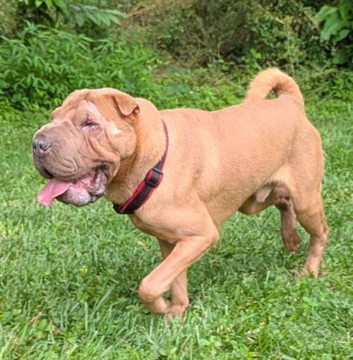 Enlarge Fletcher, a Adopted Shar-Pei in Chesapeake, VA image 4/4
