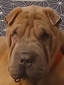 Enlarge Fletcher, a Adopted Shar-Pei in Chesapeake, VA image 1/4