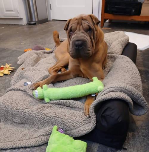 Enlarge Fletcher, a Adopted Shar-Pei in Chesapeake, VA image 2/4