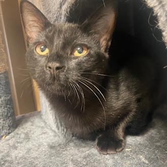 Enlarge Phoenix, an adopted Domestic Short Hair in Germantown, TN image 1/1