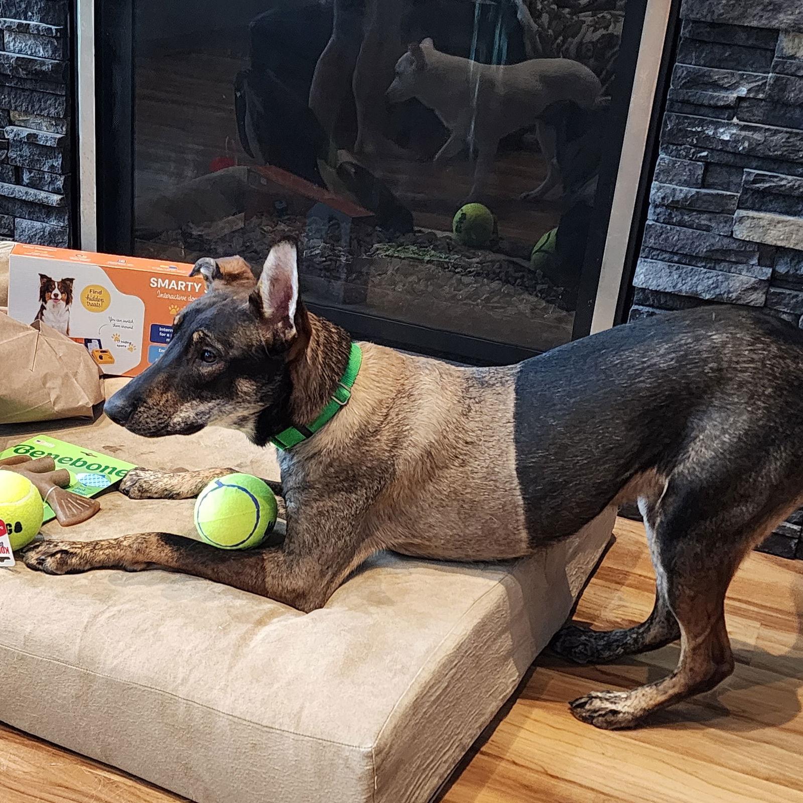 Enlarge Boxcar, a Adoptable Shepherd in Fargo, ND image 1/3