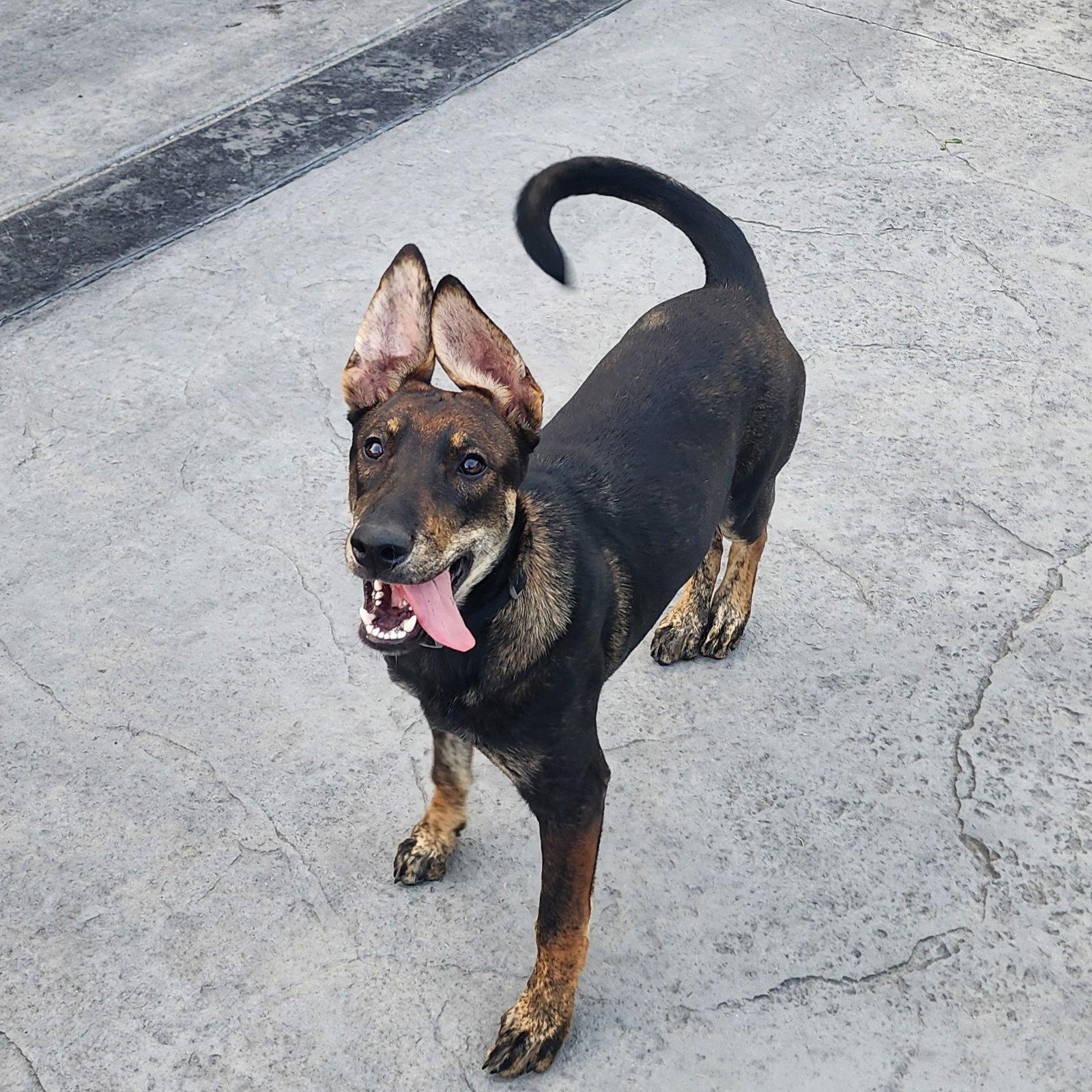Boxcar, Adoptable, Young Male Shepherd.