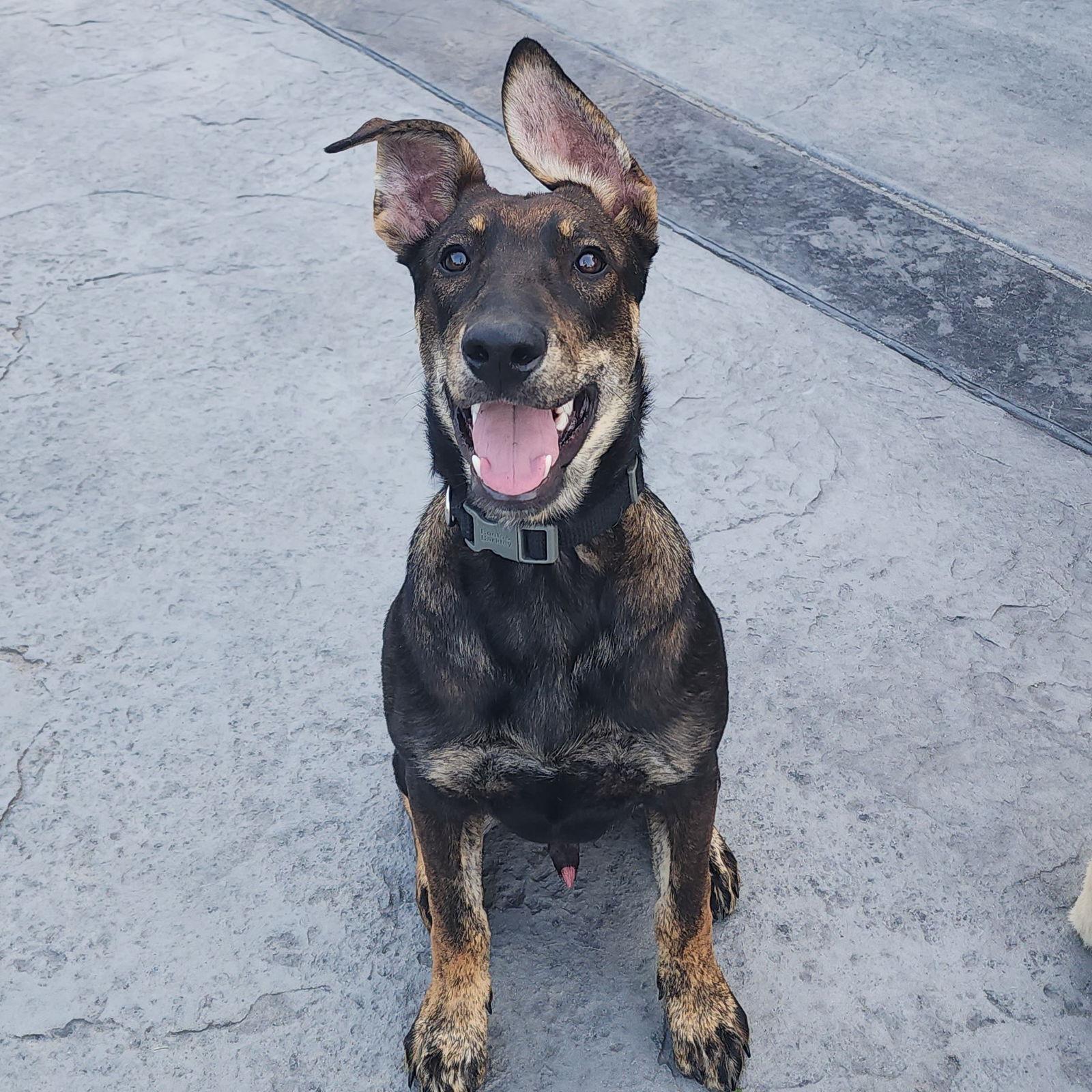 Enlarge Boxcar, a Adoptable Shepherd in Fargo, ND image 1/3