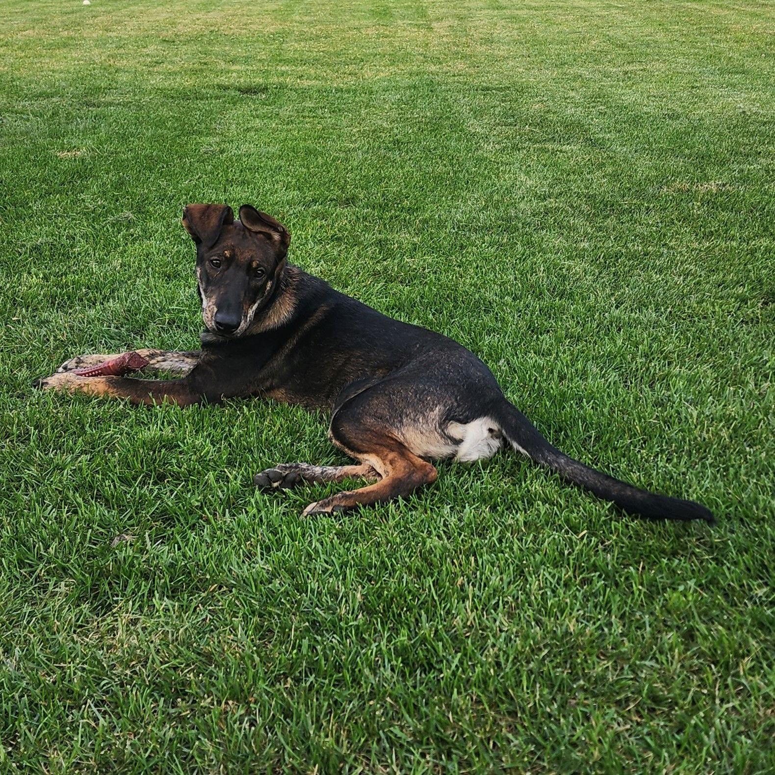 Enlarge Boxcar, a Adoptable Shepherd in Fargo, ND image 2/3