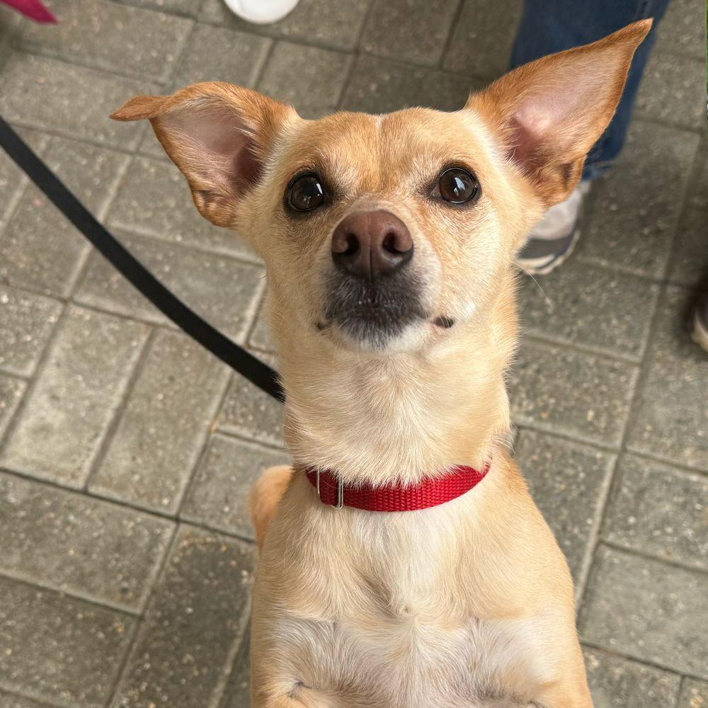 Little Daisy, Adoptable, Adult Female Chihuahua & Terrier.