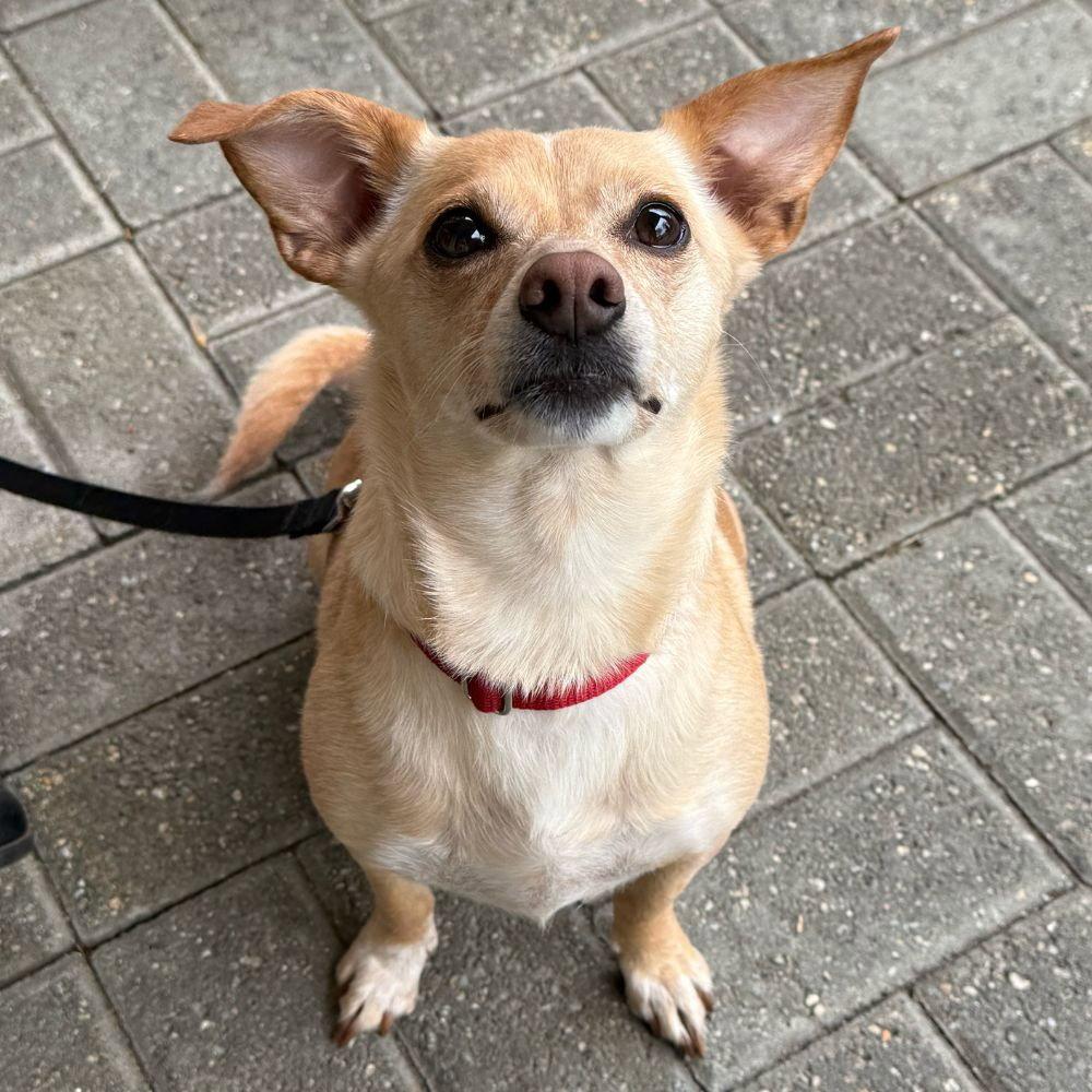 Little Daisy, a Adoptable mixed breed in Bloomfield, CT image 2/3