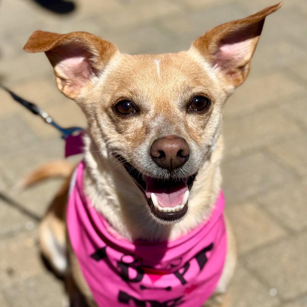 Little Daisy, a Adoptable mixed breed in Bloomfield, CT image 3/3