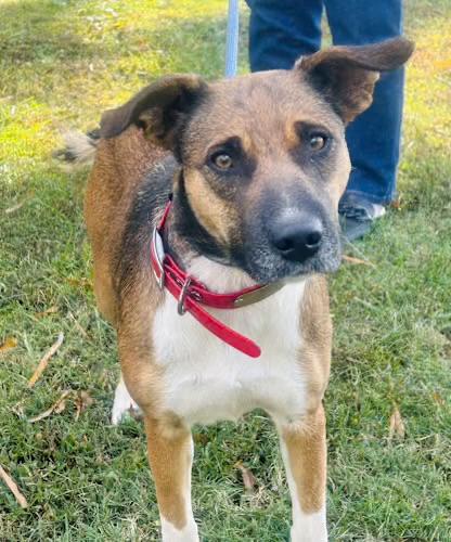 Phoebe, a Adoptable mixed breed in Watertown, CT image 1/4