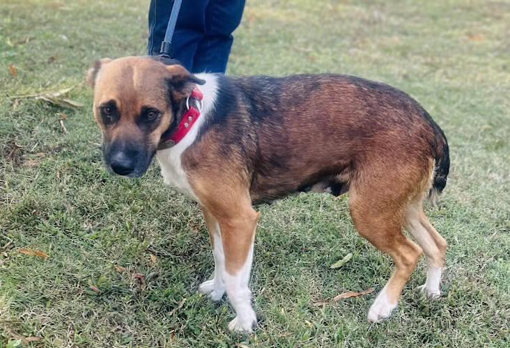 Phoebe, a Adoptable mixed breed in Watertown, CT image 3/4