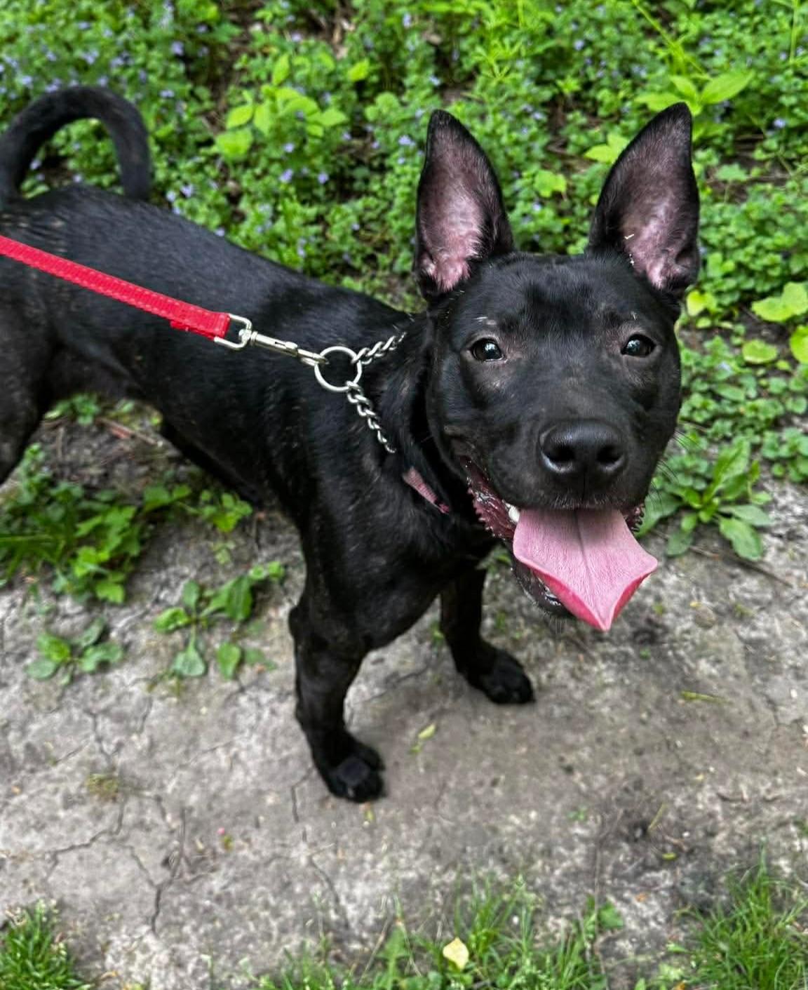 Enlarge Ida- Long Timer Special- Sponsored Adoption!, a Adoptable mixed breed in Cedar Rapids, IA image 4/5
