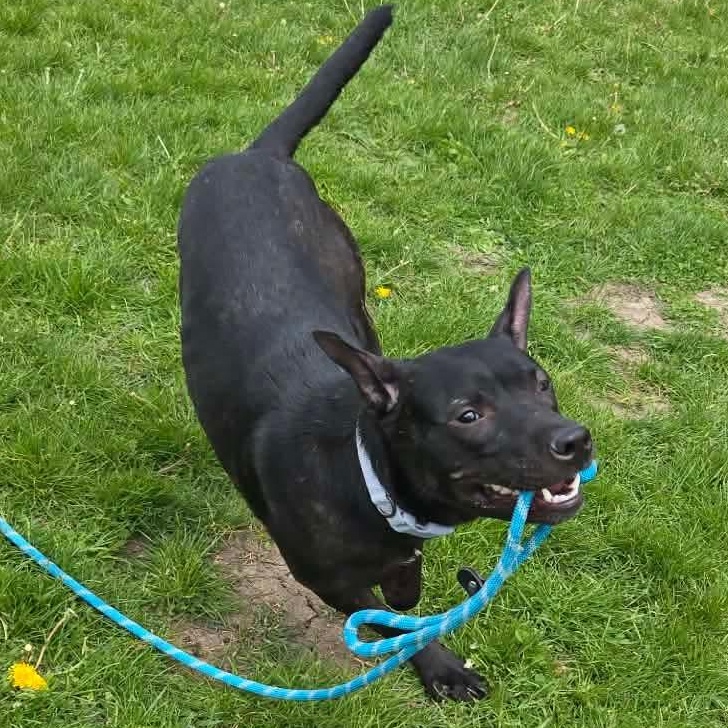 Enlarge Ida- Long Timer Special- Sponsored Adoption!, a Adoptable mixed breed in Cedar Rapids, IA image 5/5