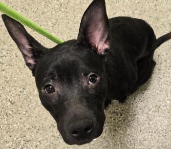 Enlarge Ida, a Adoptable mixed breed in Cedar Rapids, IA image 1/1