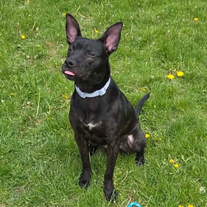 Enlarge Ida- Long Timer Special- Sponsored Adoption!, a Adoptable mixed breed in Cedar Rapids, IA image 3/5