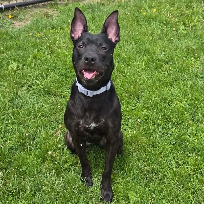 Enlarge Ida- Long Timer Special- Sponsored Adoption!, a Adoptable mixed breed in Cedar Rapids, IA image 2/5