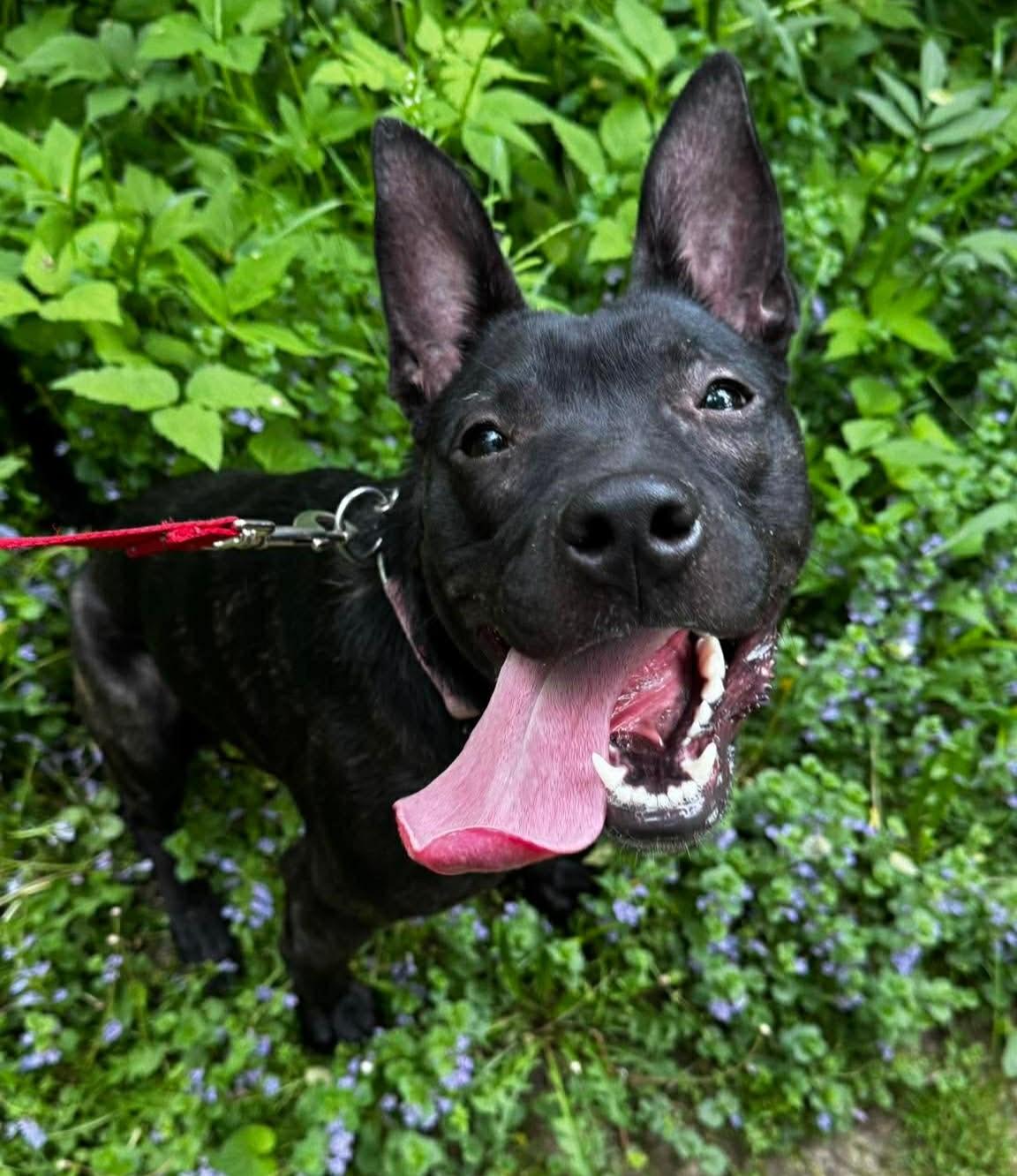 Ida- Long Timer Special- Sponsored Adoption!, Adoptable, Adult Female Terrier & Shepherd.