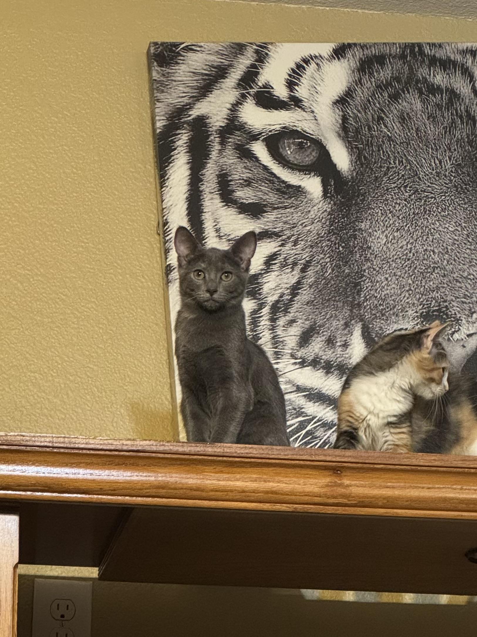 Pawdmé Amidala