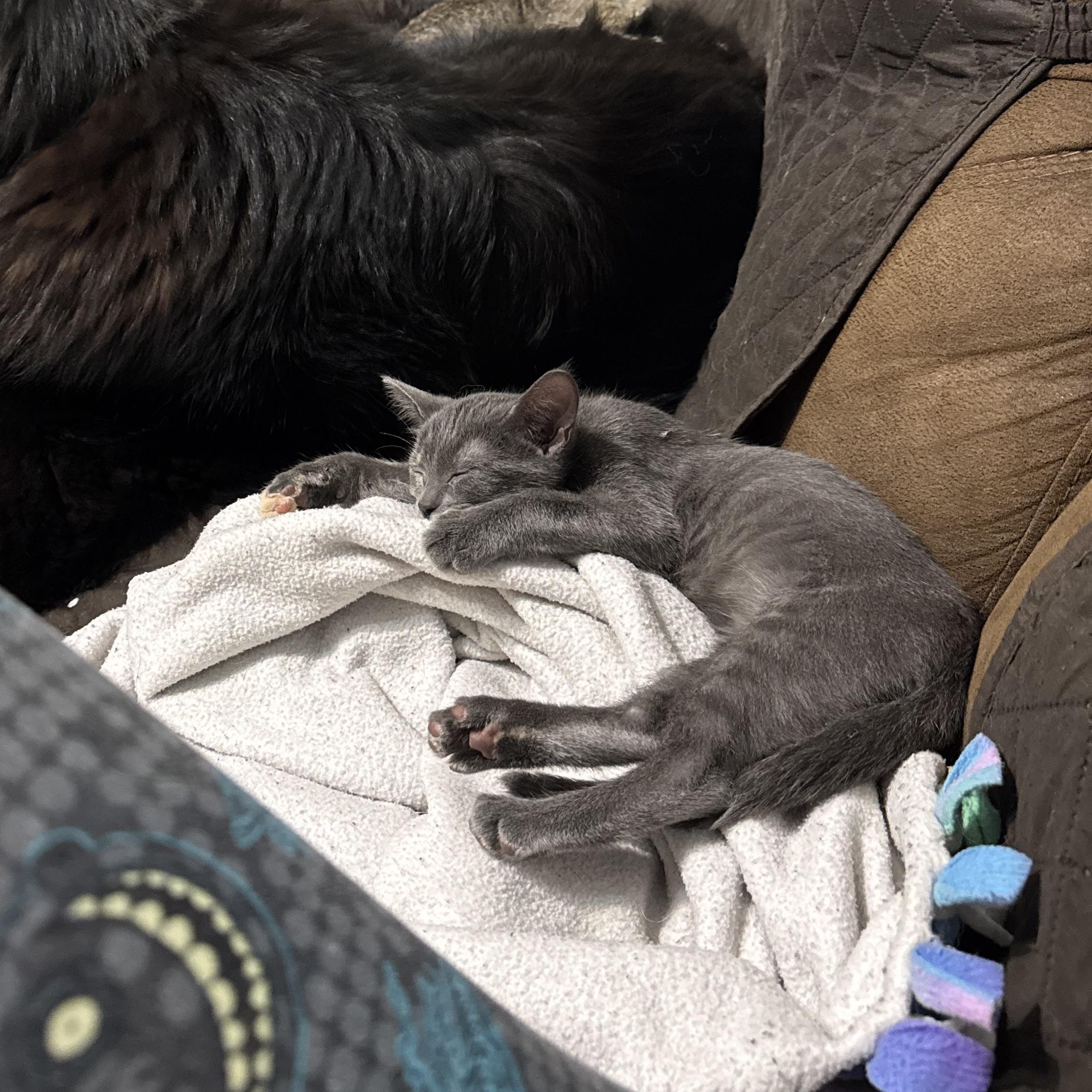 Pawdmé Amidala