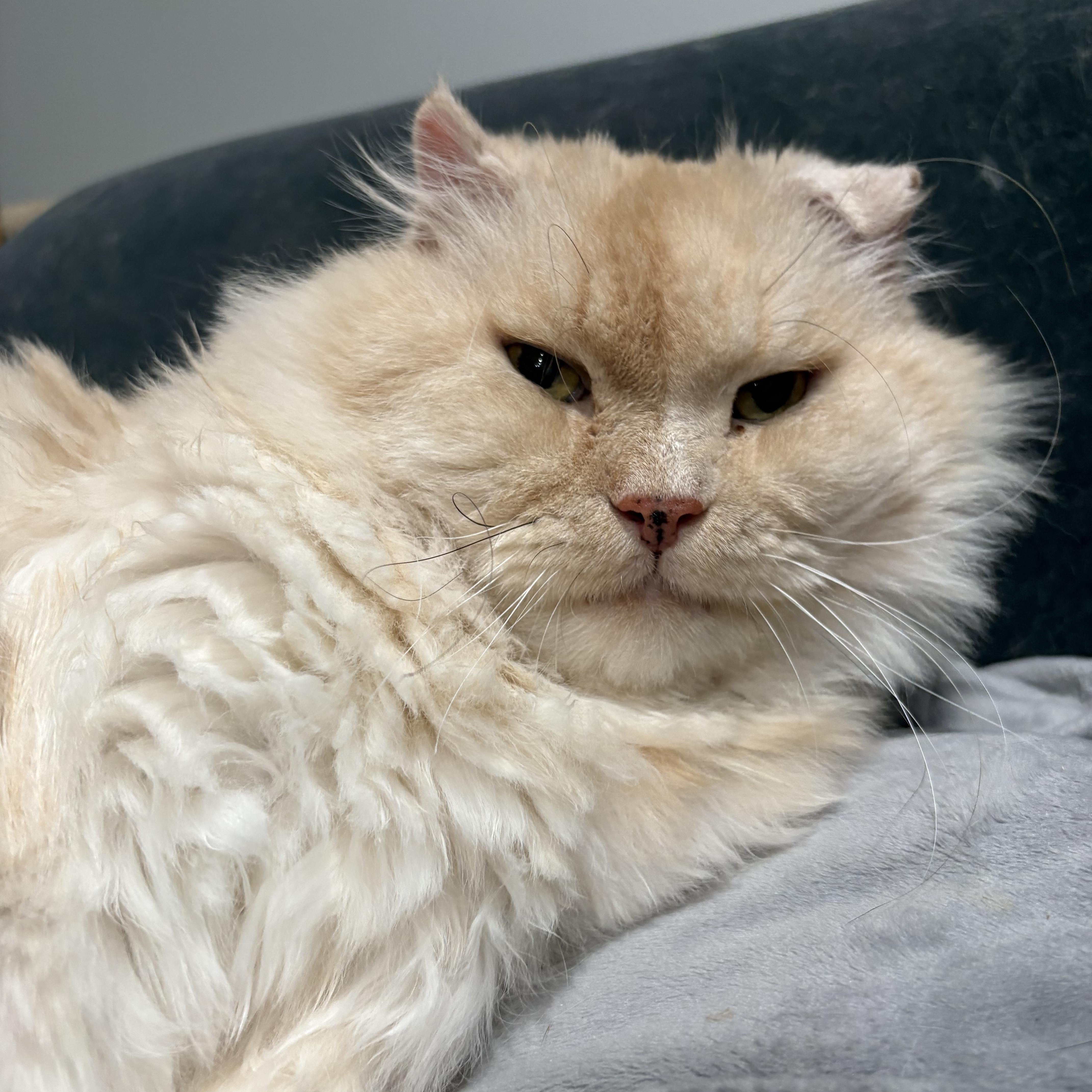 Enlarge Emilio, an adopted mixed breed in Scarborough, ON image 3/6