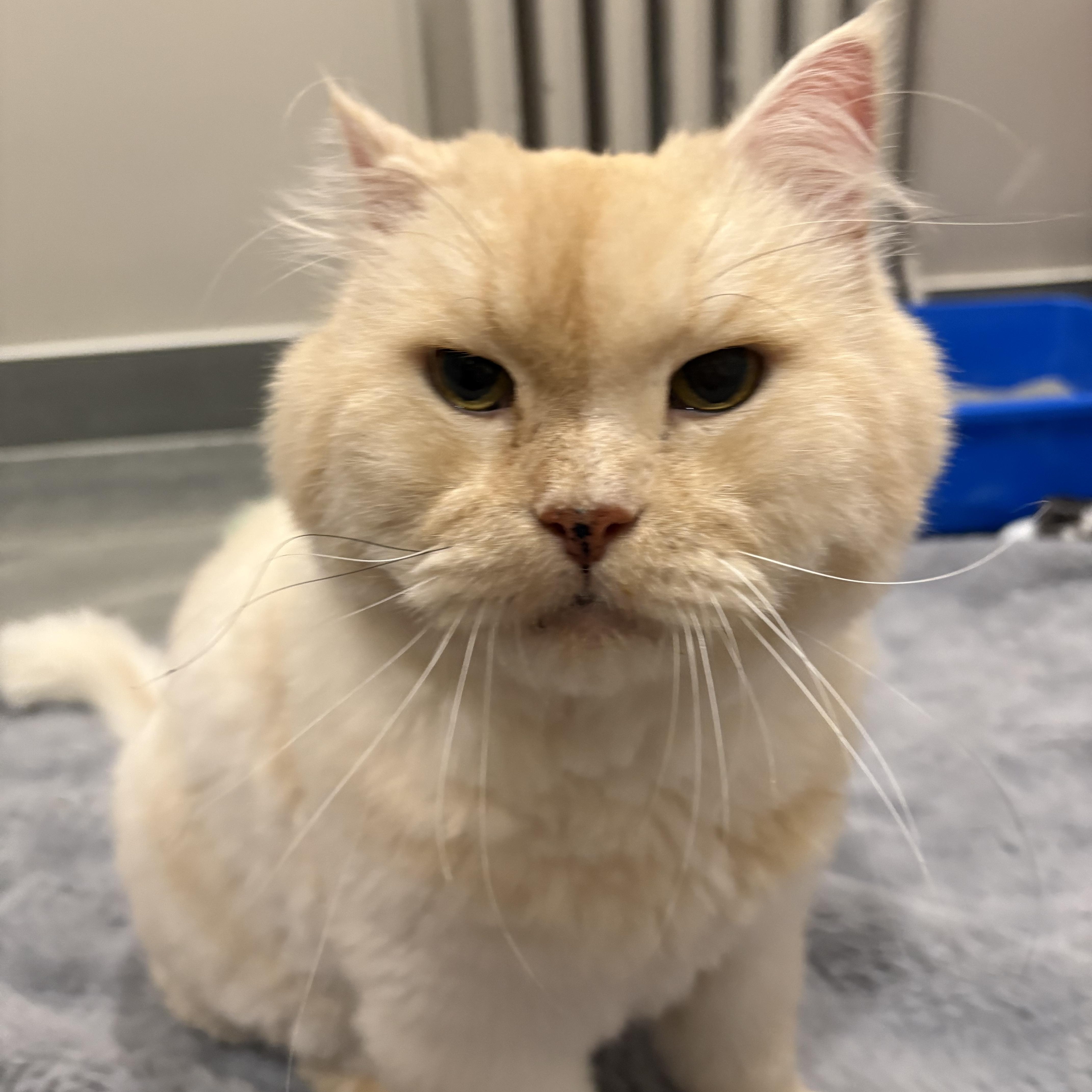 Enlarge Emilio, an adopted mixed breed in Scarborough, ON image 4/6