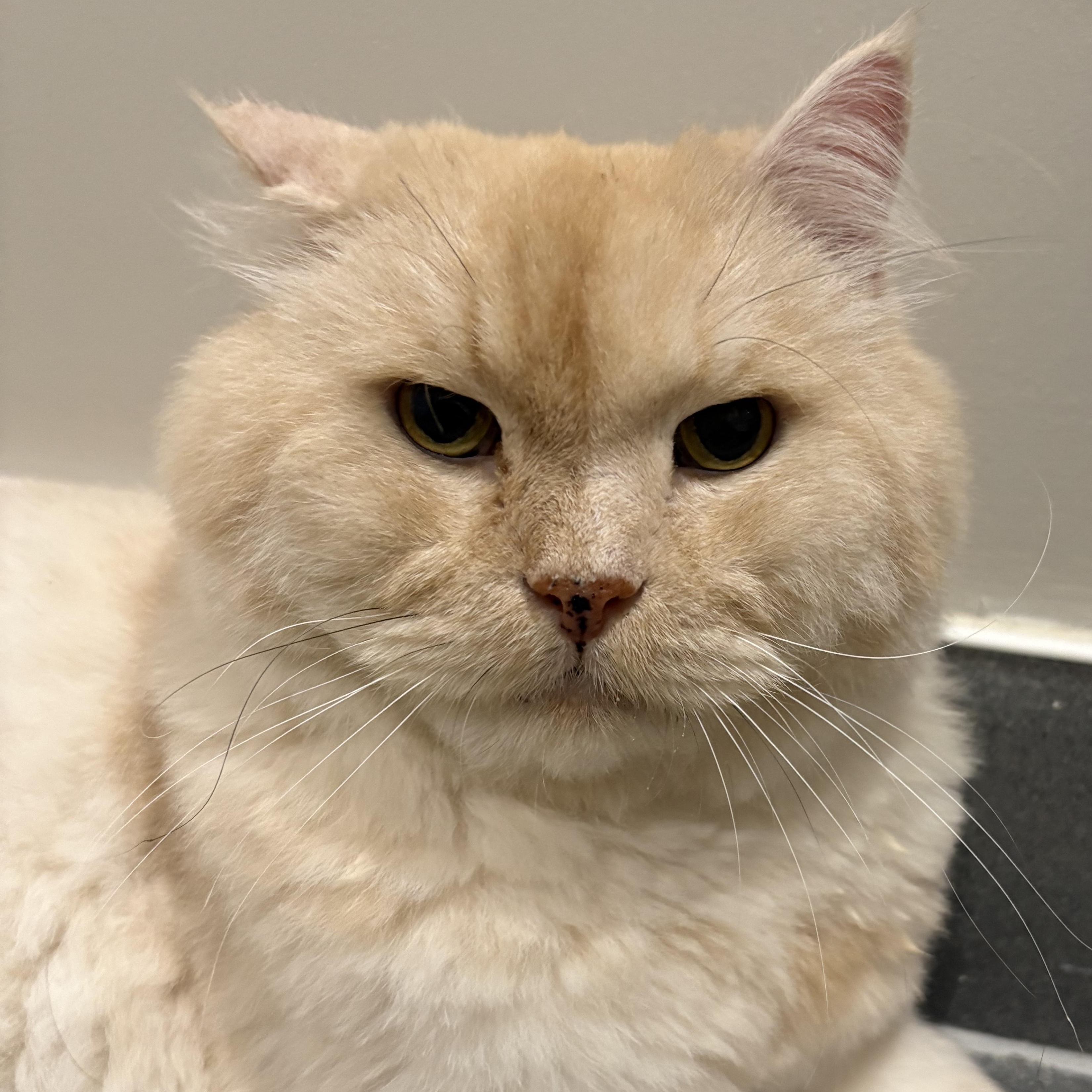 Emilio, adopted, Adult Male Persian & Scottish Fold.
