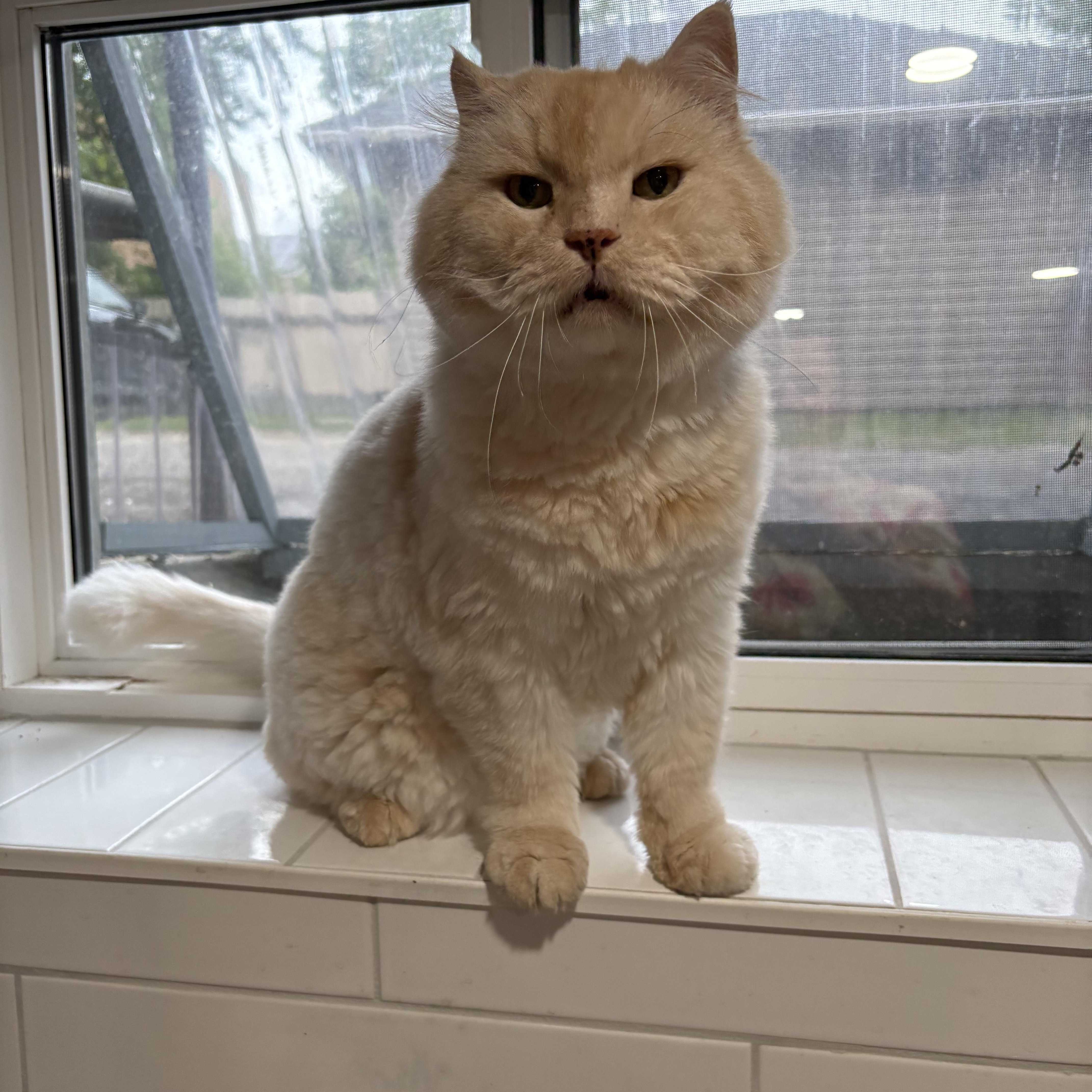 Enlarge Emilio, an adopted mixed breed in Scarborough, ON image 5/6
