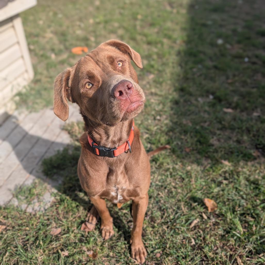 Merlin, Adoptable, Young Male Pit Bull Terrier & Labrador Retriever.