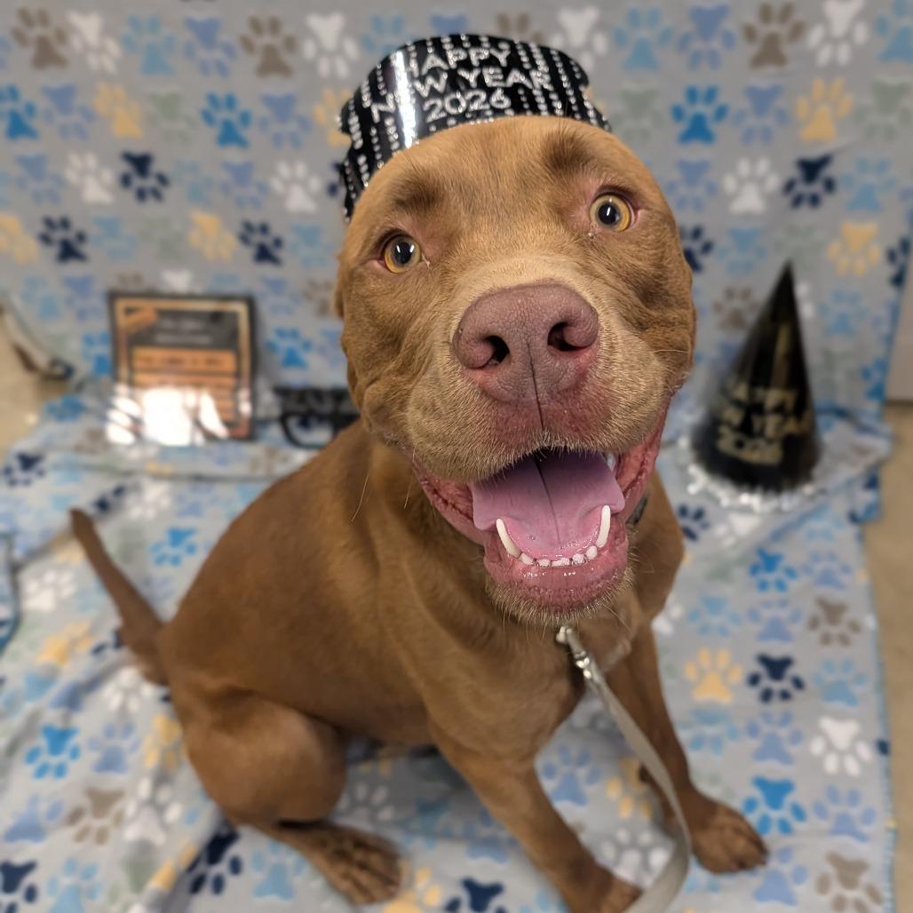 Enlarge Merlin, a Adoptable mixed breed in Jasper, IN image 2/6