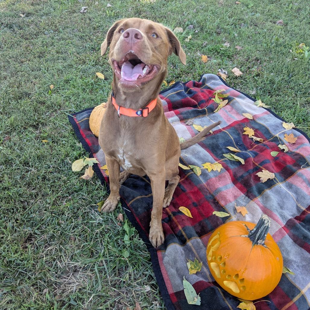 Enlarge Merlin, a Adoptable mixed breed in Jasper, IN image 4/6