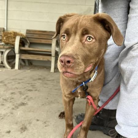 Enlarge Merlin, a Adoptable mixed breed in Jasper, IN image 5/6