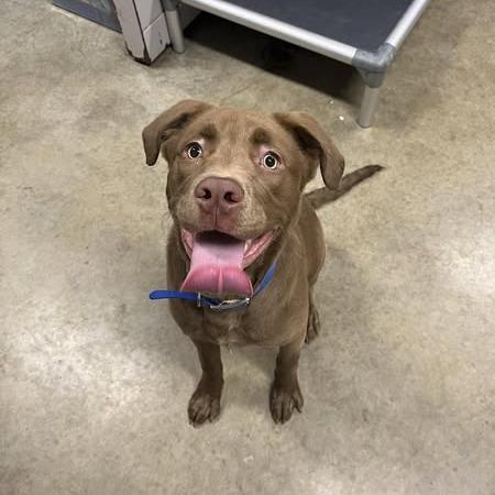 Enlarge Merlin, a Adoptable mixed breed in Jasper, IN image 6/6