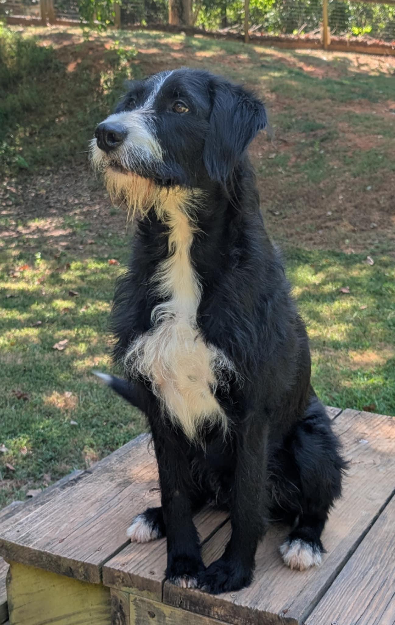 Enlarge Smitty, a Adopted mixed breed in Landrum, SC image 1/5