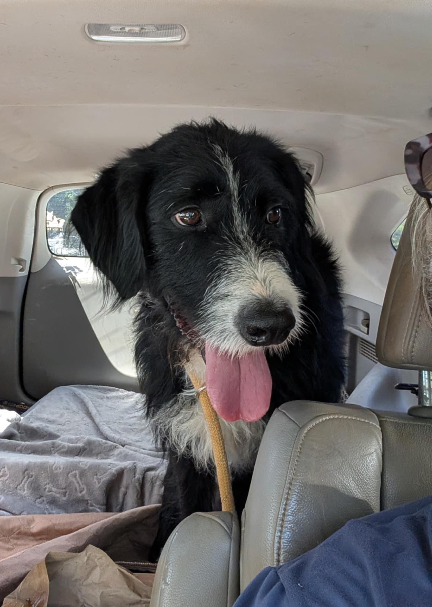 Enlarge Smitty, a Adopted mixed breed in Landrum, SC image 3/5