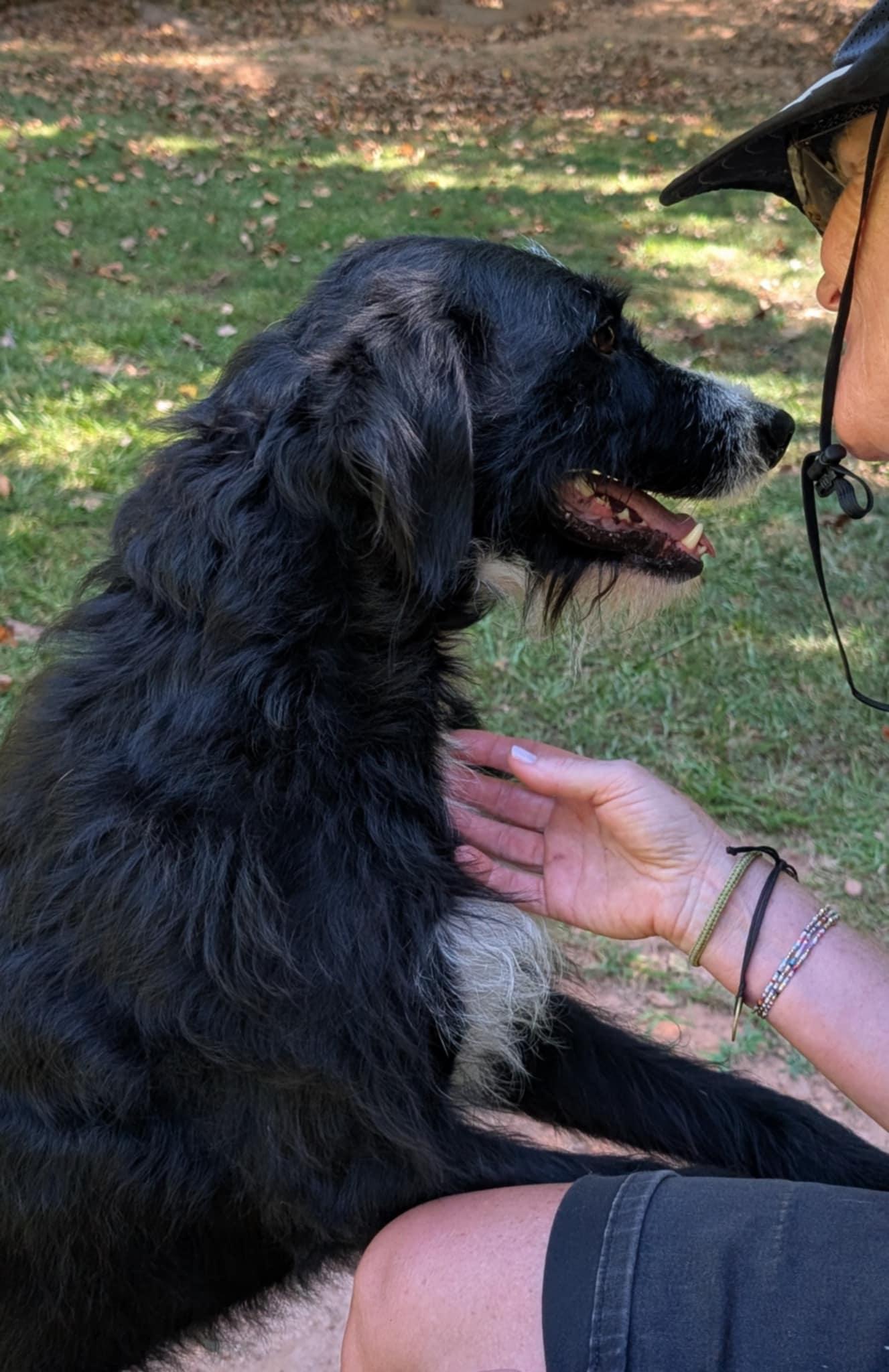 Enlarge Smitty, a Adopted mixed breed in Landrum, SC image 4/5