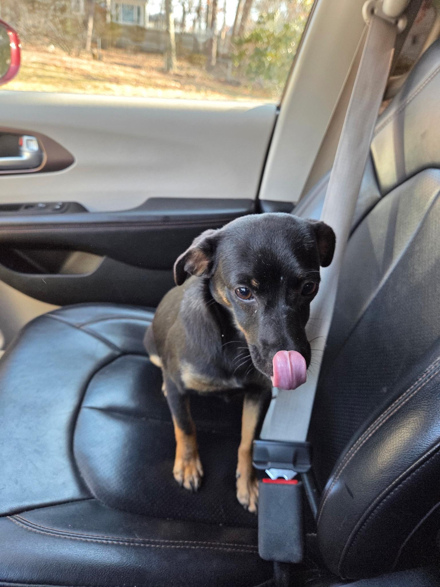 Blossom, a ADOPTABLE Mixed Breed in Plymouth, MA image 4/4