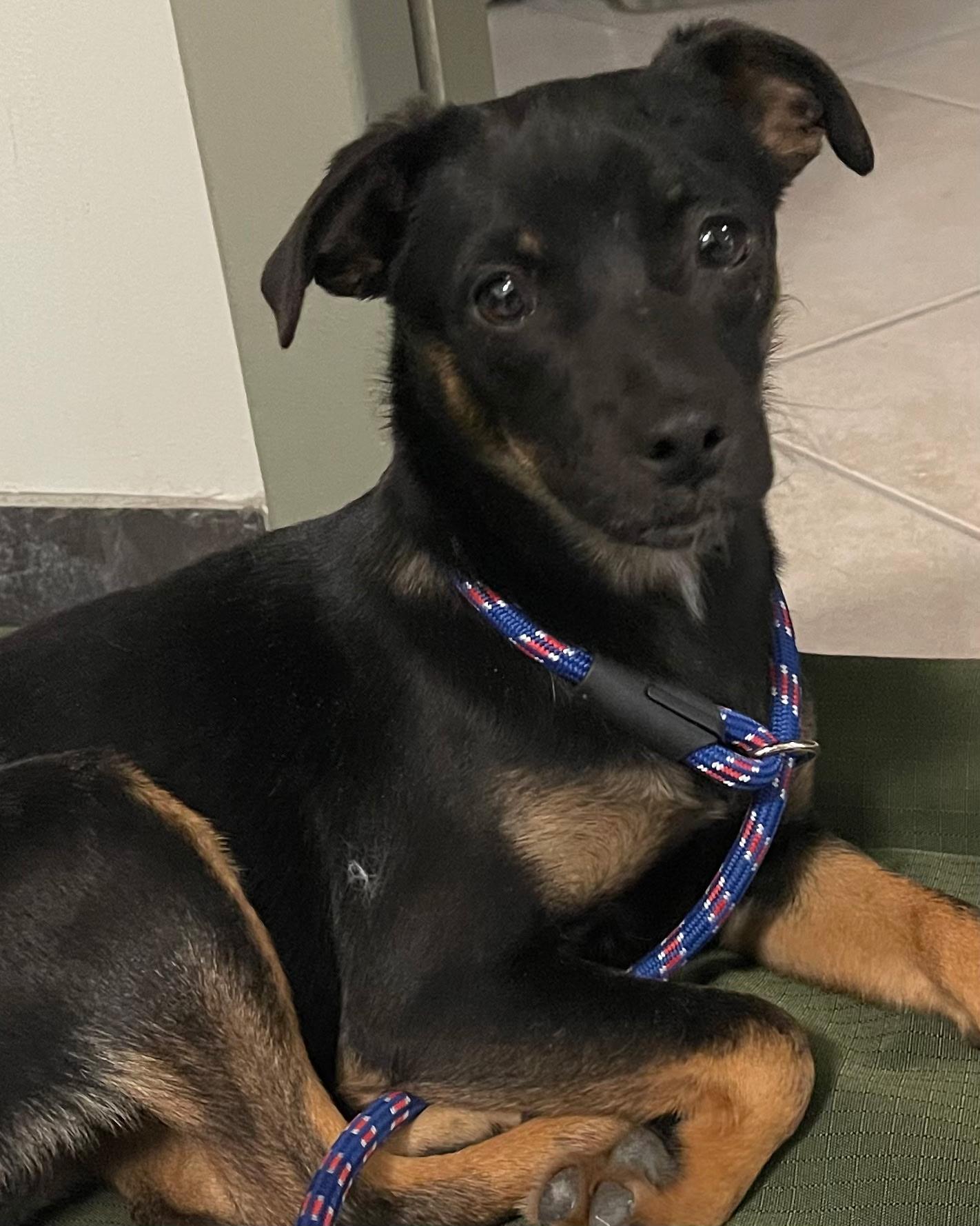 Blossom, a ADOPTABLE Mixed Breed in Plymouth, MA image 2/4