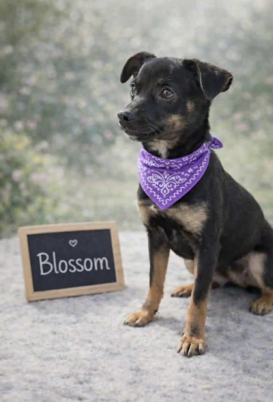 Blossom, ADOPTABLE, Young Female Mixed Breed.