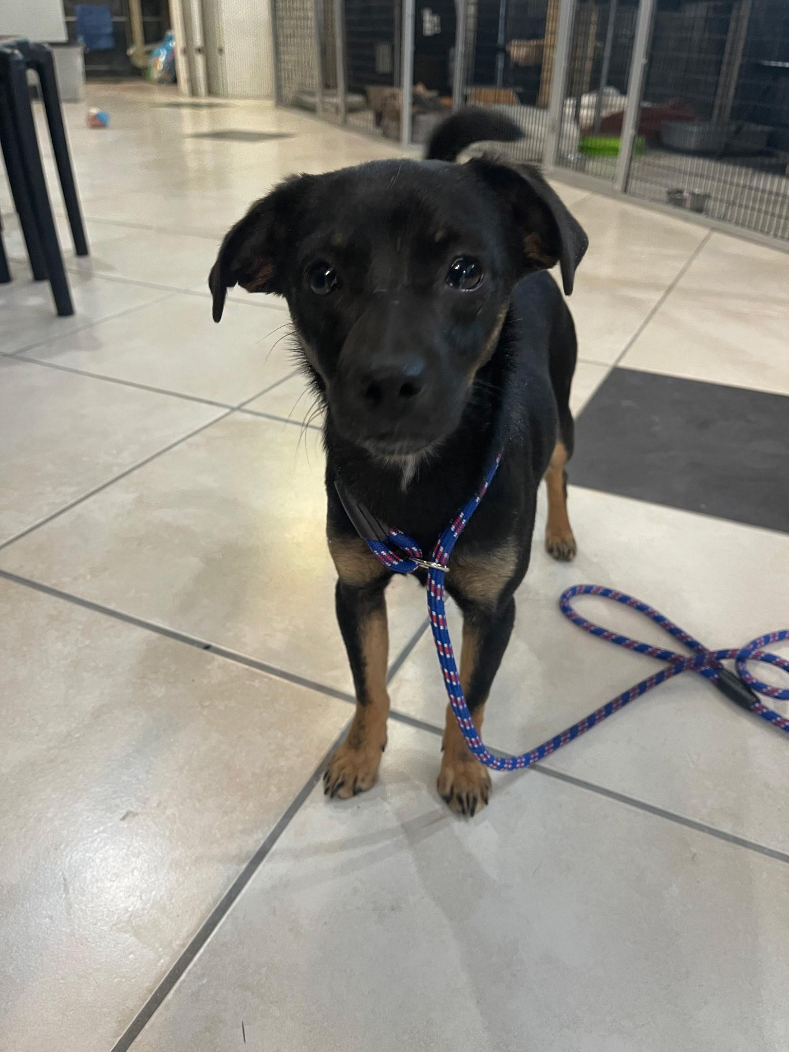 Blossom, a ADOPTABLE Mixed Breed in Plymouth, MA image 3/4