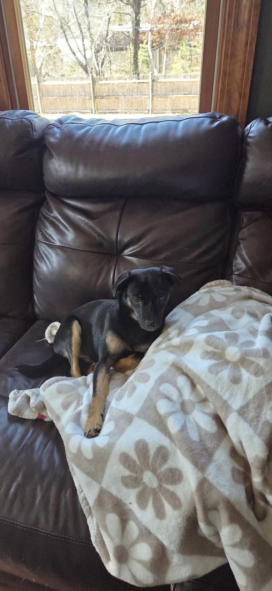 Enlarge Blossom, an adopted mixed breed in Plymouth, MA image 3/5