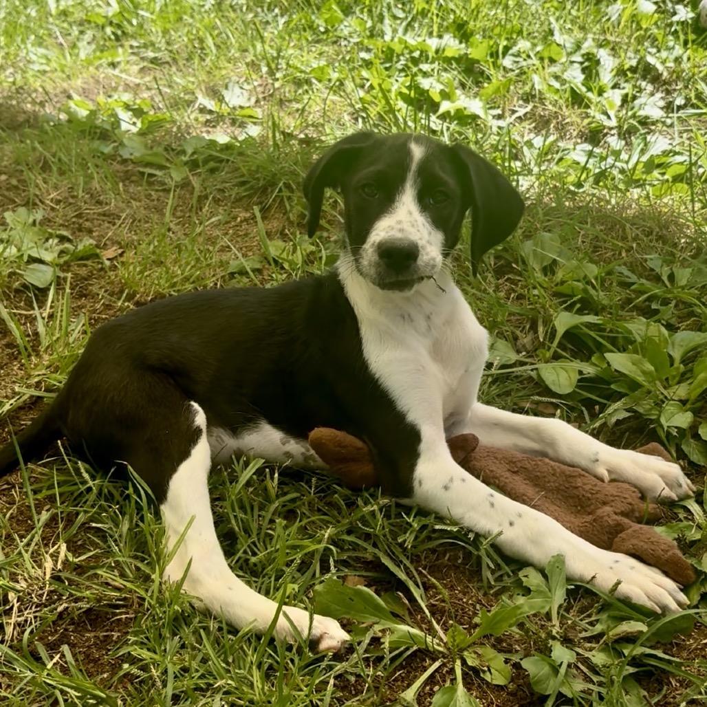 Nacho, Adoptable, Puppy Male Bluetick Coonhound & Mixed Breed.