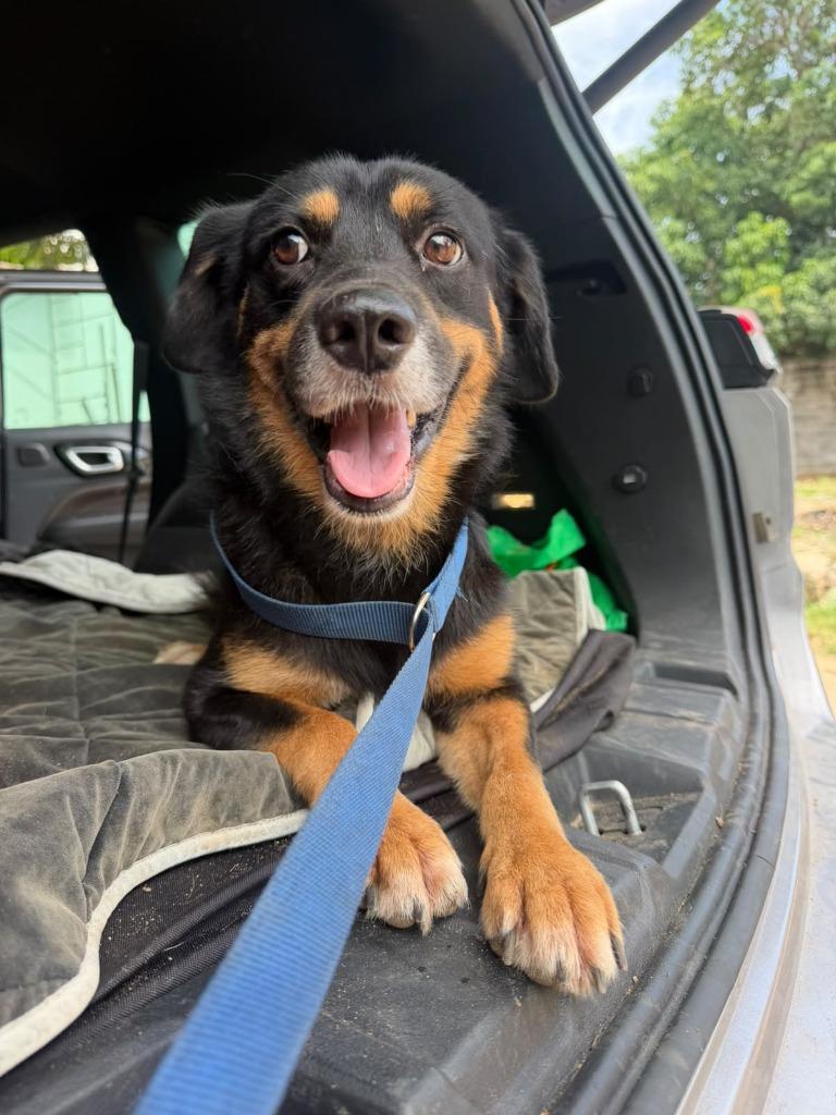 Enlarge Oso, a Adoptable mixed breed in San Diego, CA image 1/3