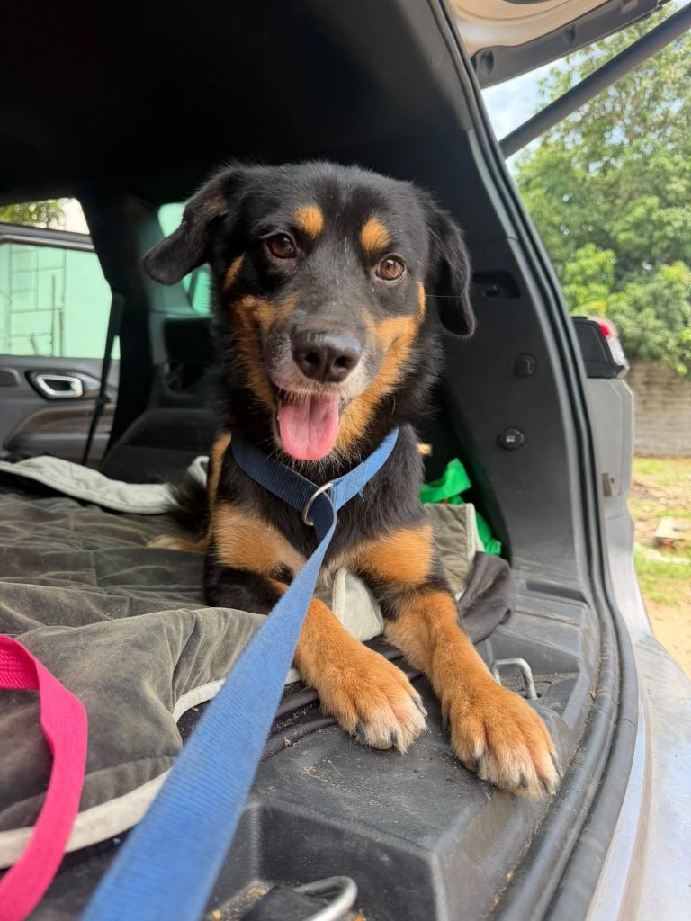 Enlarge Oso, a Adoptable mixed breed in San Diego, CA image 2/3