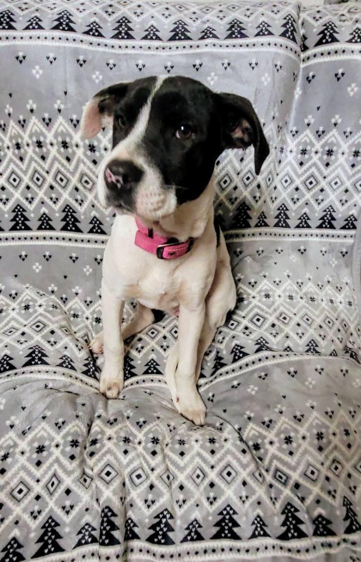 Hope, adoptable, Young Female Mixed Breed.