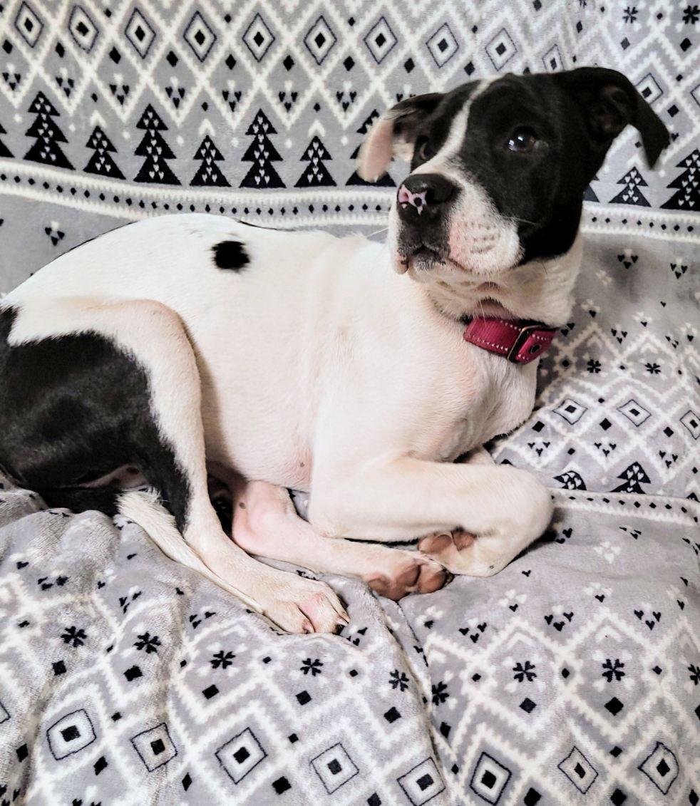 Enlarge Hope, an adoptable Great Dane in Livingston, TX image 2/2