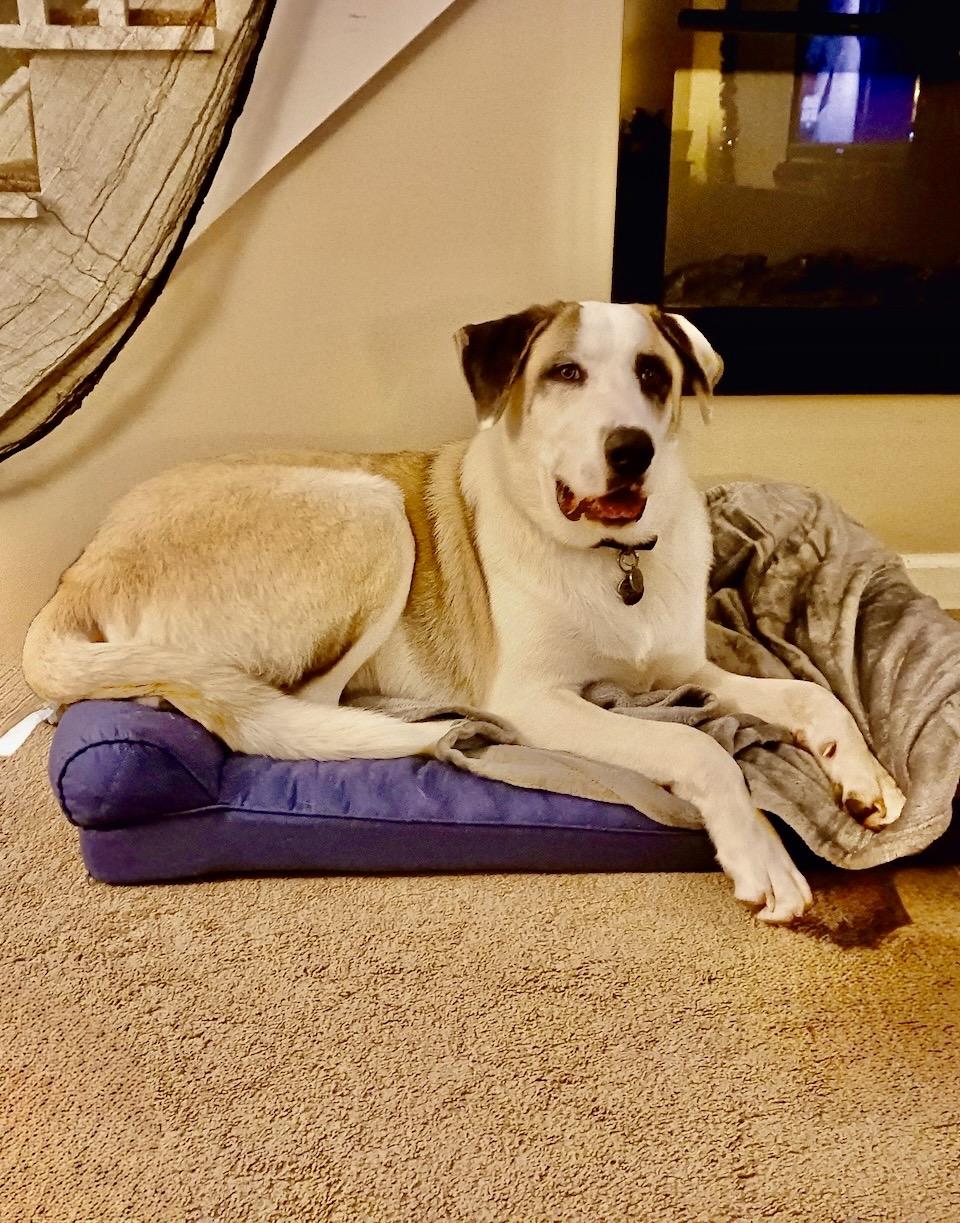 Kolby, Adoptable, Adult Male Great Pyrenees & German Shepherd Dog.