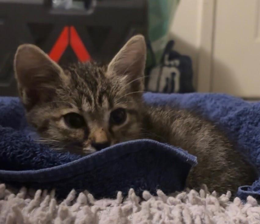 Enlarge Deci-Bella, a Adopted Domestic Short Hair in Norcross, GA image 3/3