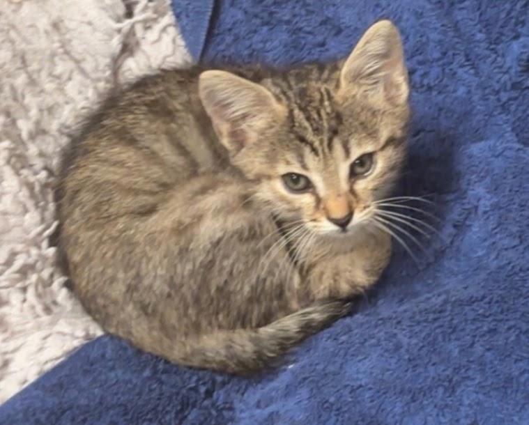 Deci-Bella, Adopted, Kitten Female Domestic Short Hair.