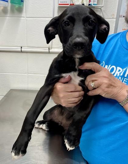 LightningWhelk, a Adoptable Mixed Breed in Covington, LA image 1/3