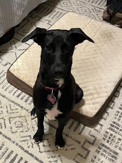 LightningWhelk, a Adoptable Mixed Breed in Covington, LA image 2/3