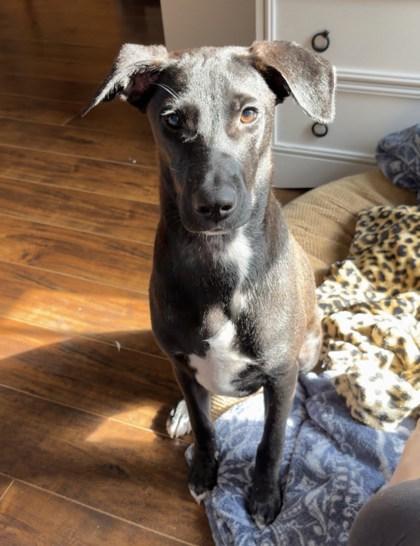 LightningWhelk, a Adoptable Mixed Breed in Covington, LA image 3/3